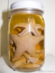 Echinoderms