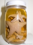 Lophaster furcifer sea star