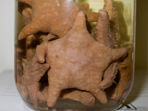 Poraniomorpha tumida sea star