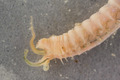 Polychaeta (bristle worms)