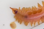 Enipo gracilis