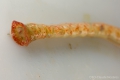 Polychaeta (bristle worms)