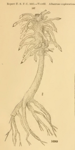 Cladorhiza grandis Verrill, 1879