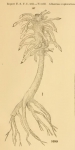 Cladorhiza grandis Verrill