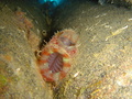 Tunicata (sea squirts)