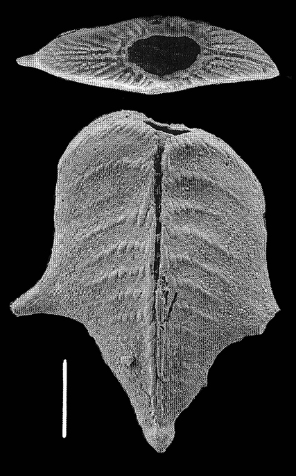 Bolivinella folium Bolivinella folium