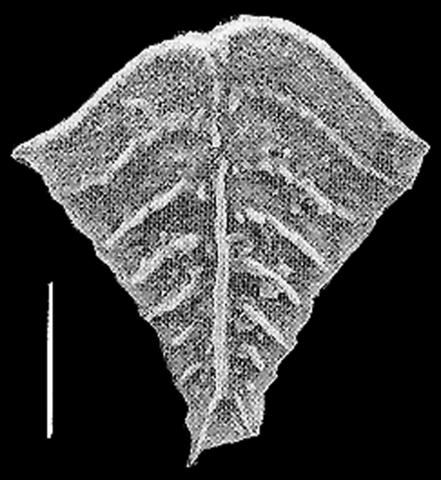 Rugobolivinella elegans Rugobolivinella elegans
