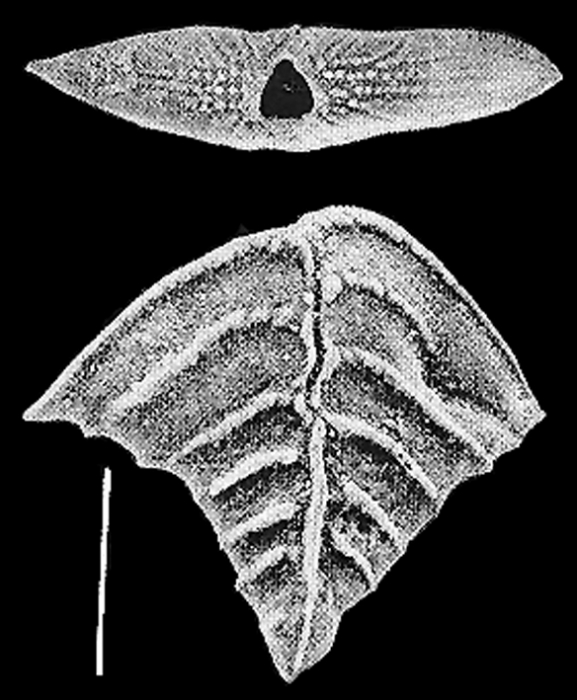 Rugobolivinella elegans