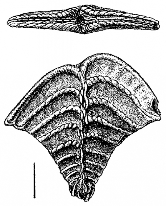 Rugobolivinella elegans, Lectotype