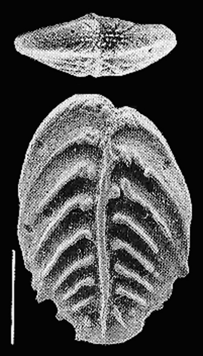 Rugobolivinella pendens