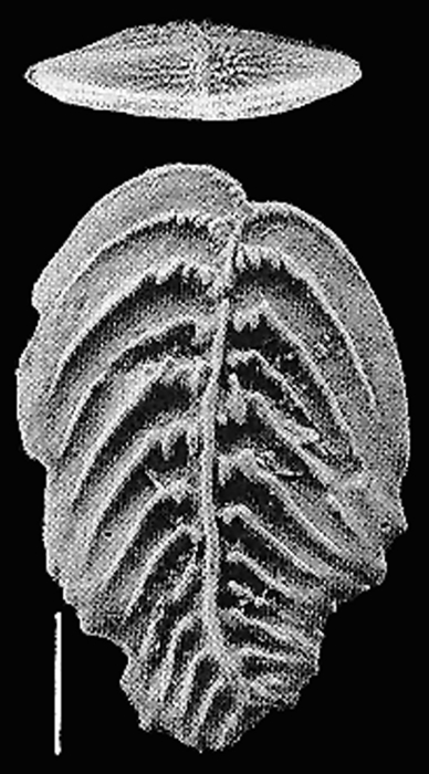 Rugobolivinella pendens Rugobolivinella pendens