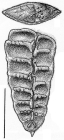 Rugobolivinella barcooae, Holotype