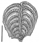 Punctobolivinella philippinensis