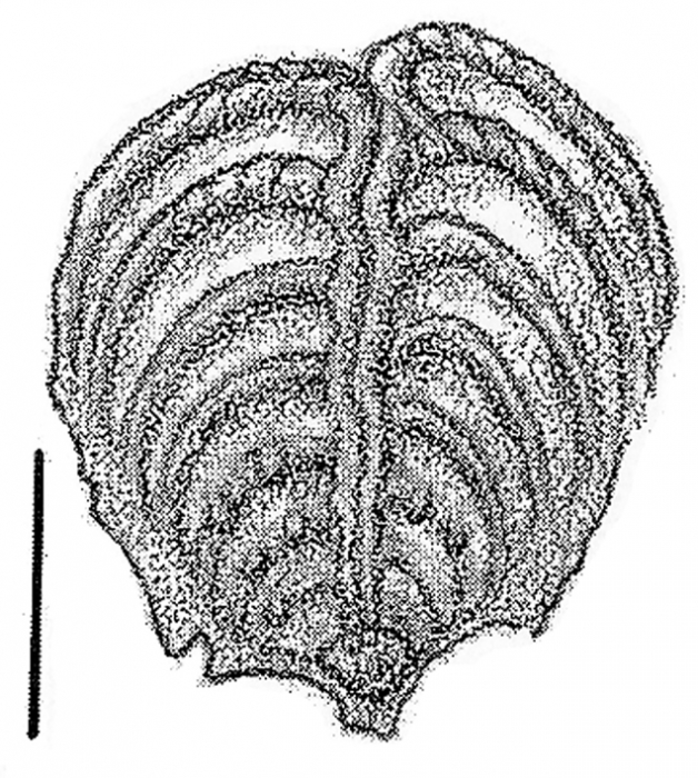 Punctobolivinella philippinensis