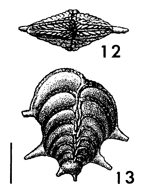 Punctobolivinella unca, Holotype
