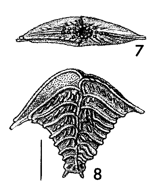 Rugobolivinella elegantula, Holotype Rugobolivinella elegantula, Holotype