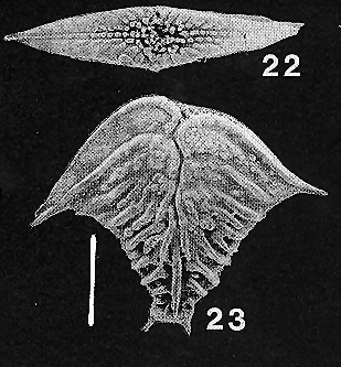 Rugobolivinella elegantula, Holotype Rugobolivinella elegantula, Holotype