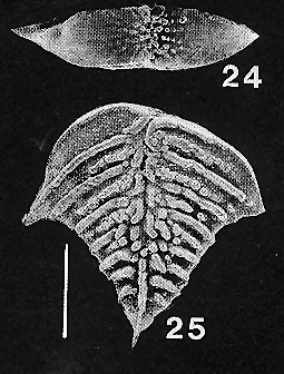 Rugobolivinella elegantula, Paratype Rugobolivinella elegantula, Paratype