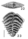 Rugobolivinella spinosa, Holotype