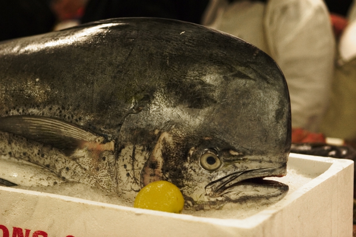 Coryphaena hippurus Coryphaena hippurus