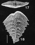 Chromista - Foraminifera (foraminifers)