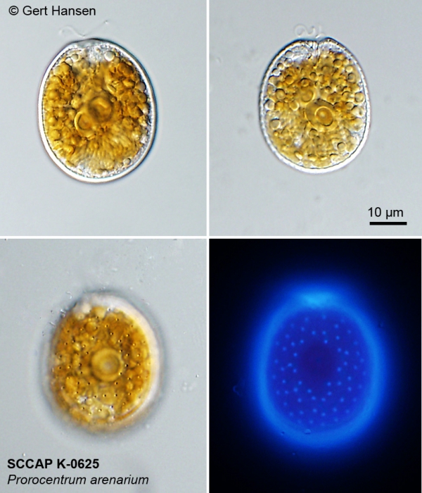 Prorocentrum arenarium