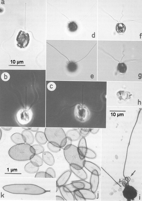 Chrysochromulina polylepis Chrysochromulina polylepis