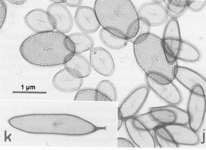 Chrysochromulina polylepis Chrysochromulina polylepis