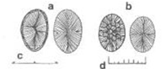 Prymnesium faveolatum Prymnesium faveolatum