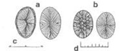 Prymnesium faveolatum