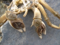 Crustacea (crustaceans)