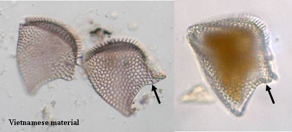 Phalacroma rapa Phalacroma rapa