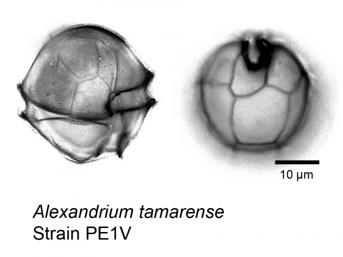 Alexandrium tamarense WE clade Alexandrium tamarense WE clade