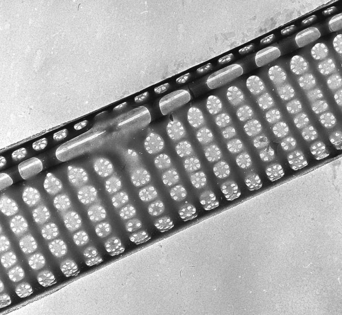 Morphological details of Pseudo-nitzschia calliantha Morphological details of Pseudo-nitzschia calliantha
