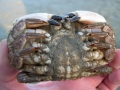 Crustacea (crustaceans)