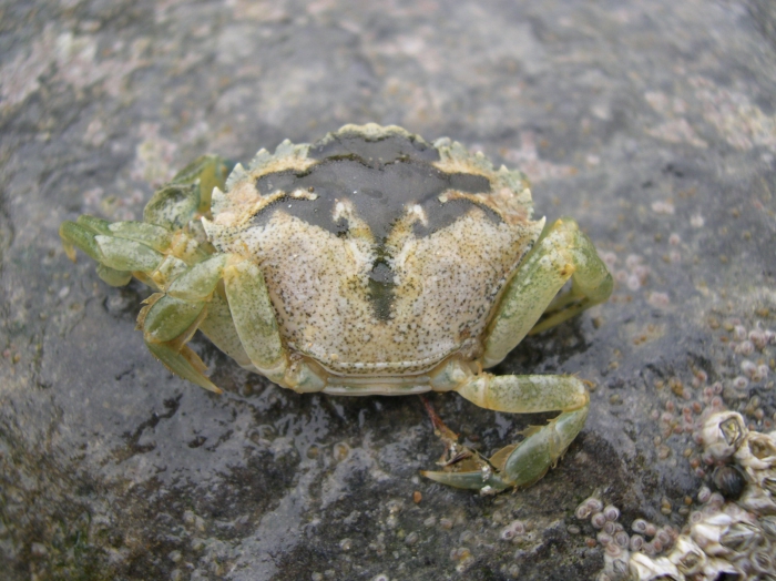 Carcinus maenas (Linnaeus, 1758) 