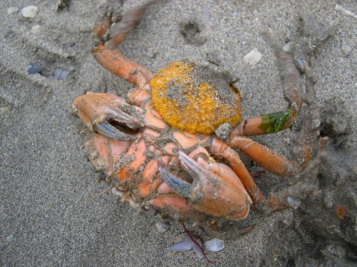 Carcinus maenas (Linnaeus, 1758) + eggs