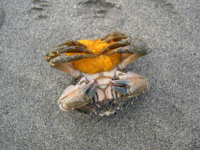 Carcinus maenas (Linnaeus, 1758) + eggs