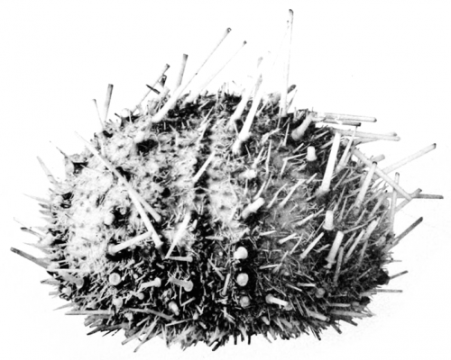 Echinus multidentatus H.L. Clark, 1925, holotype, aboral view