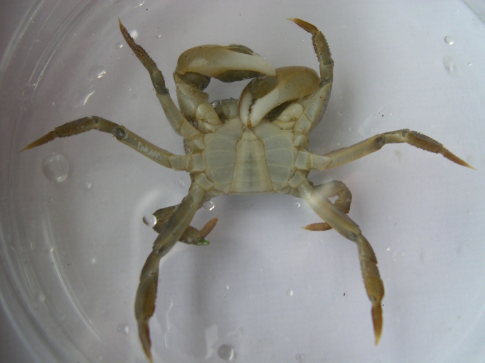 Hemigrapsus takanoi - male