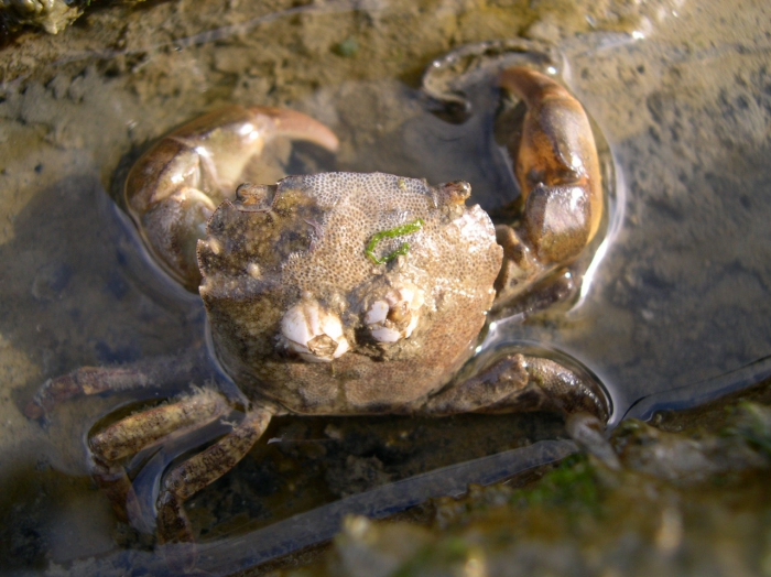 Hemigrapsus takanoi  - female