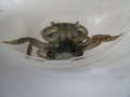 Crustacea (crustaceans)