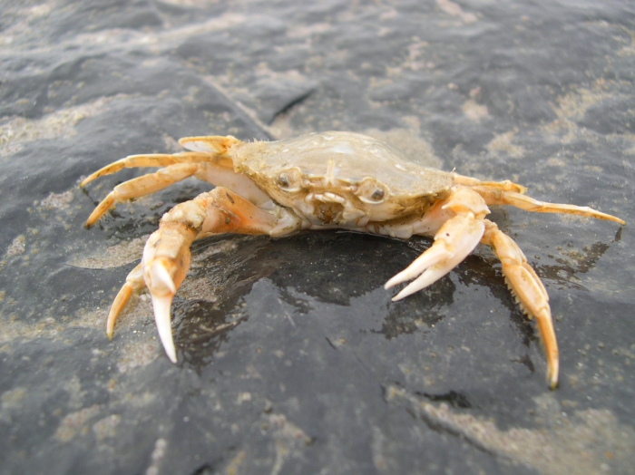 Liocarcinus holsatus (Fabricius, 1798) 