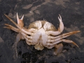 Crustacea (crustaceans)