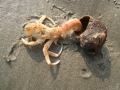 Crustacea (crustaceans)