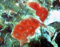 Tunicata (sea squirts)