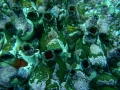 Tunicata (sea squirts)