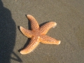 Echinodermata (echinoderms)