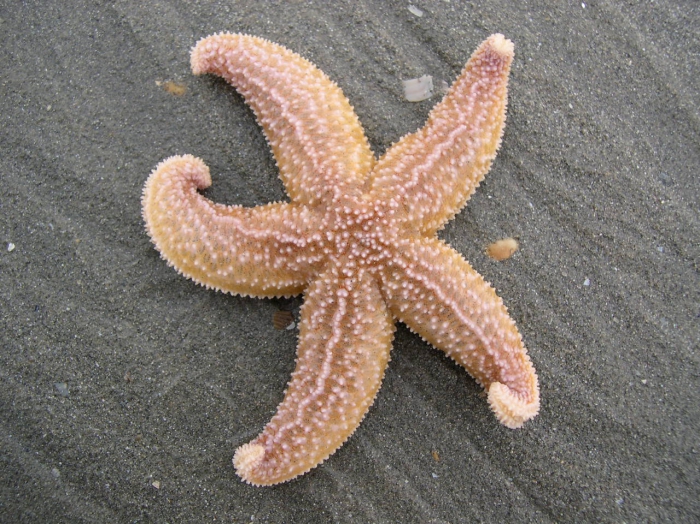 You Say Starfish, I Say Sea Star - Coastwatch CurrentsCoastwatch