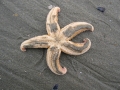 Echinodermata (echinoderms)